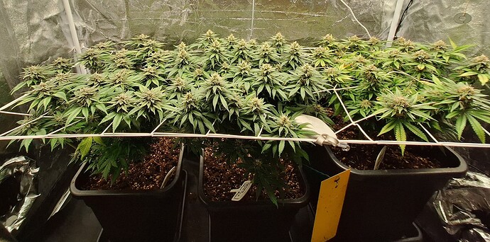 Growreport Bild 5