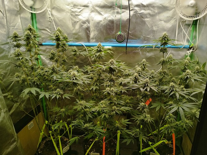Growreport Bild 9
