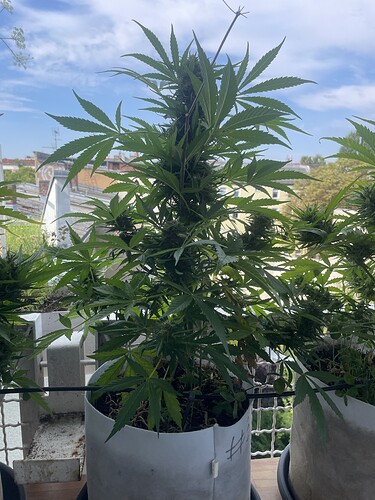Growreport Bild 3