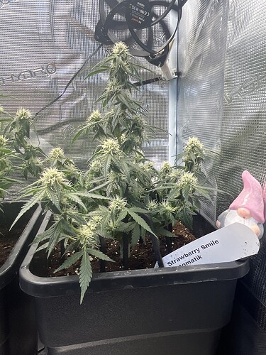 Growreport Bild 5