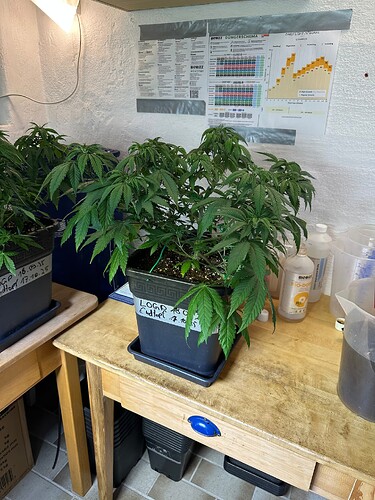Growreport Bild 13