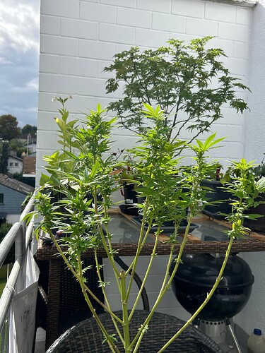 Growreport Bild 8