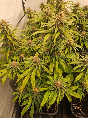 Growreport Bild 10