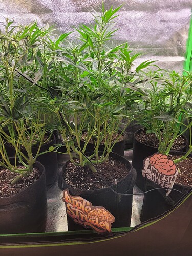 Growreport Bild 8