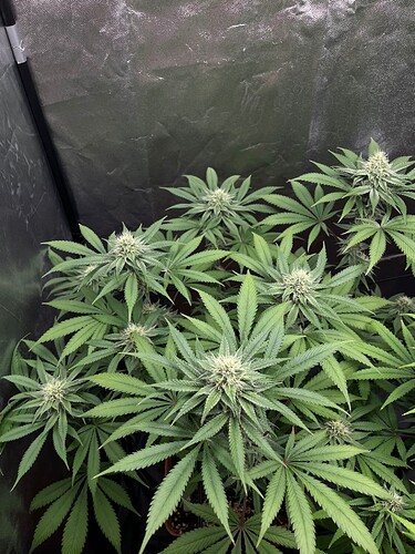 Growreport Bild 7