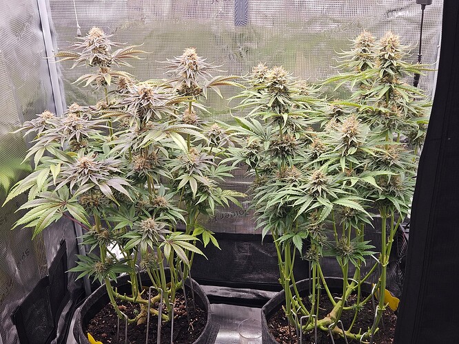 Growreport Bild 1