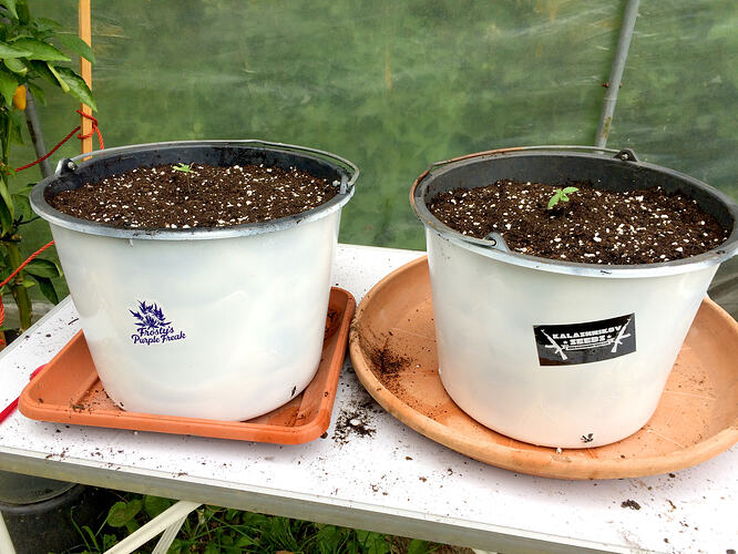 Grow26071306