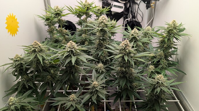 Growreport Bild 35