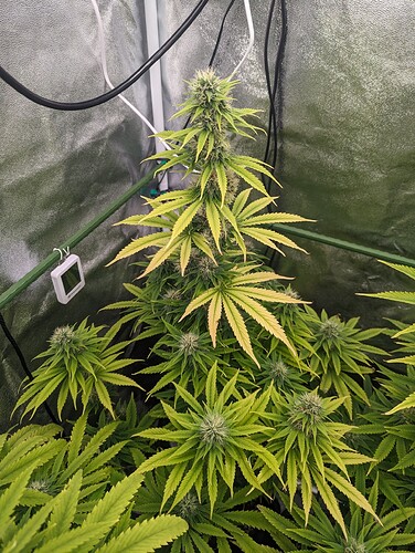 PXL_20240611_153205355