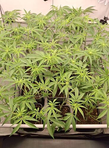 Growreport Bild 1