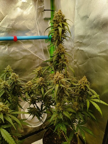 Mehrere blühende Cannabispflanzen in einem Zelt, mit einem Ventilator im Hintergrund.