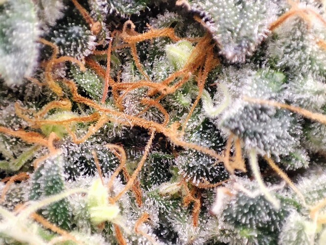Growreport Bild 37