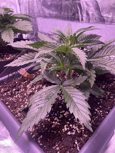 Growreport Bild 11