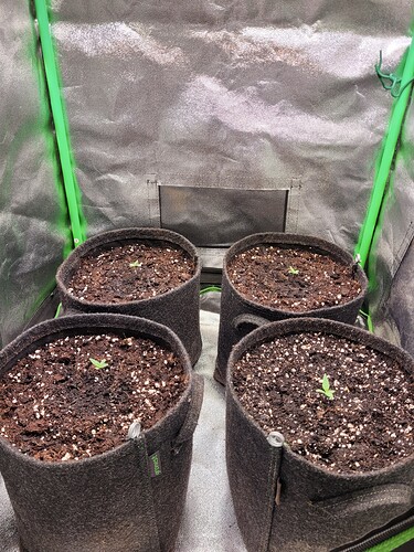 Growreport Bild 5
