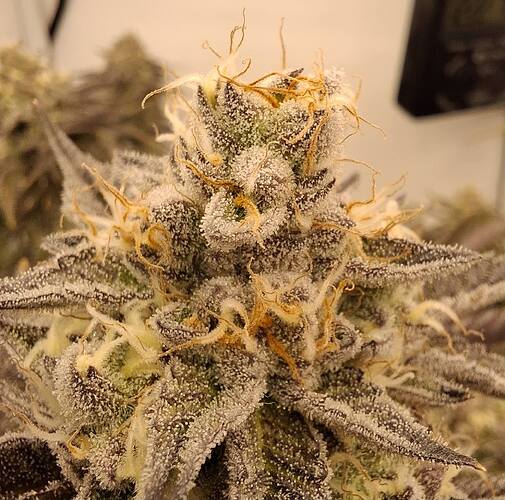 Growreport Bild 11