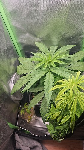 Growreport Bild 2