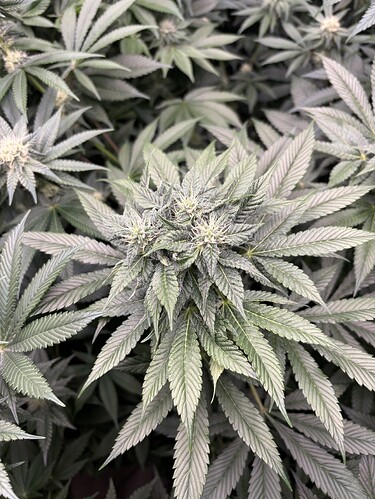 Growreport Bild 38
