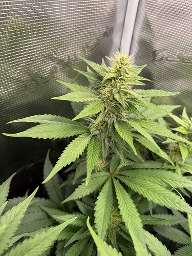 Growreport Bild 3
