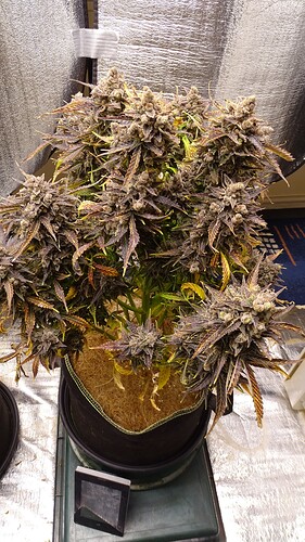 Growreport Bild 1