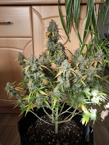 Growreport Bild 1