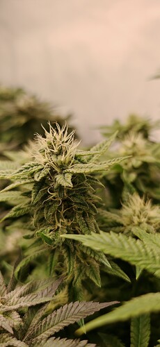 Growreport Bild 8