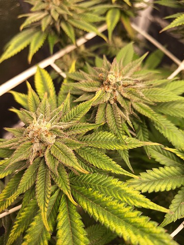 Growreport Bild 19