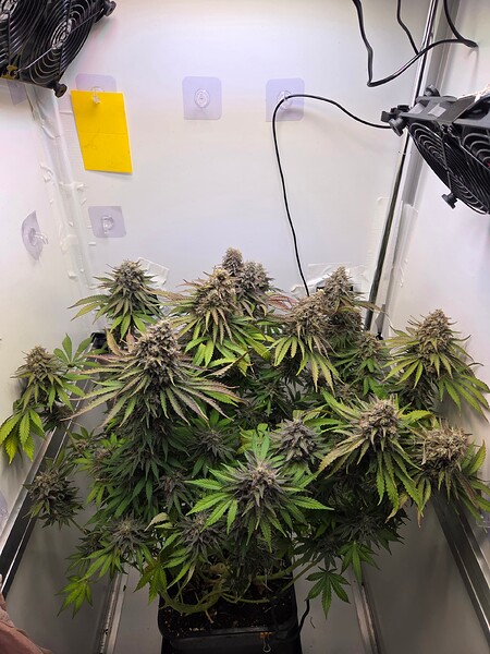 EnricoGrow Vol 4 - I am a GanjaFarmer - Strawberry Zkittlez Auto [Geerntet Tag 75]