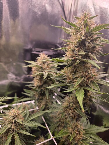 Growreport Bild 6