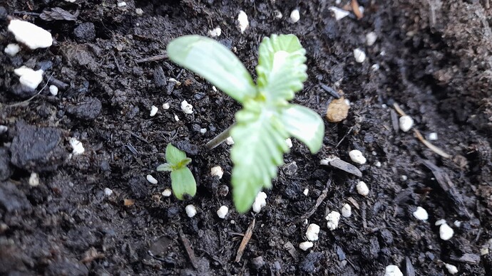 Growreport Bild 16