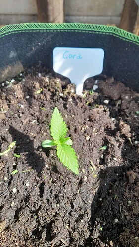 Growreport Bild 25