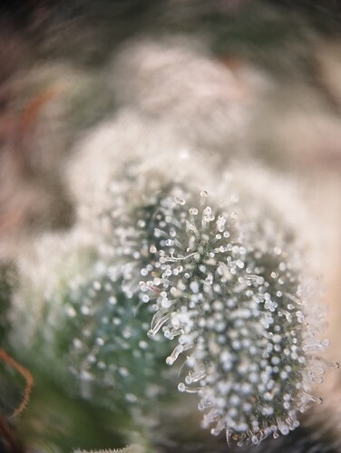 Growreport Bild 20