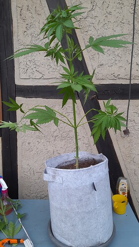Growreport Bild 3