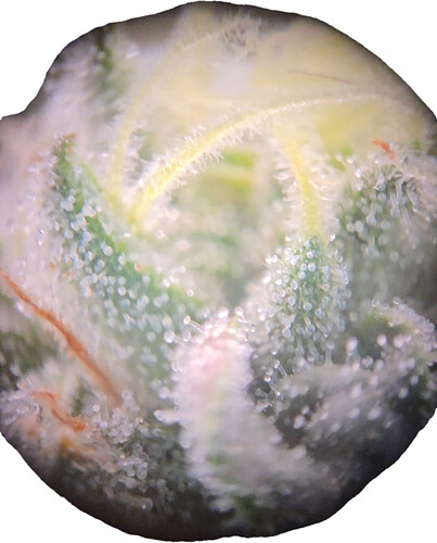 Nahaufnahme eines Cannabis-Buds unter einem Mikroskop, das die Trichome zeigt.