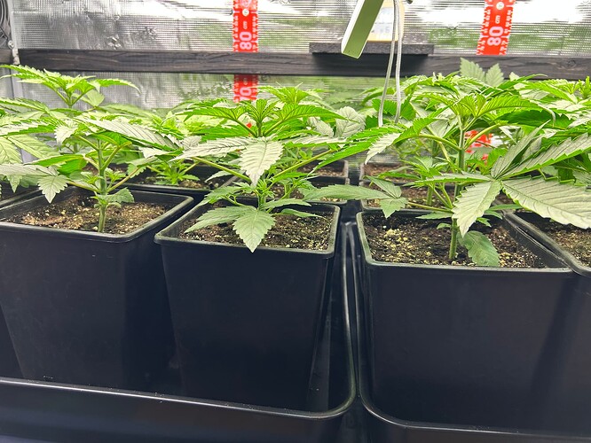 Growreport Bild 2