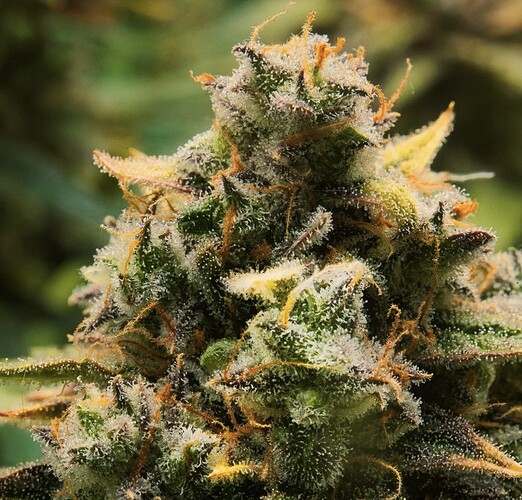 Growreport Bild 2