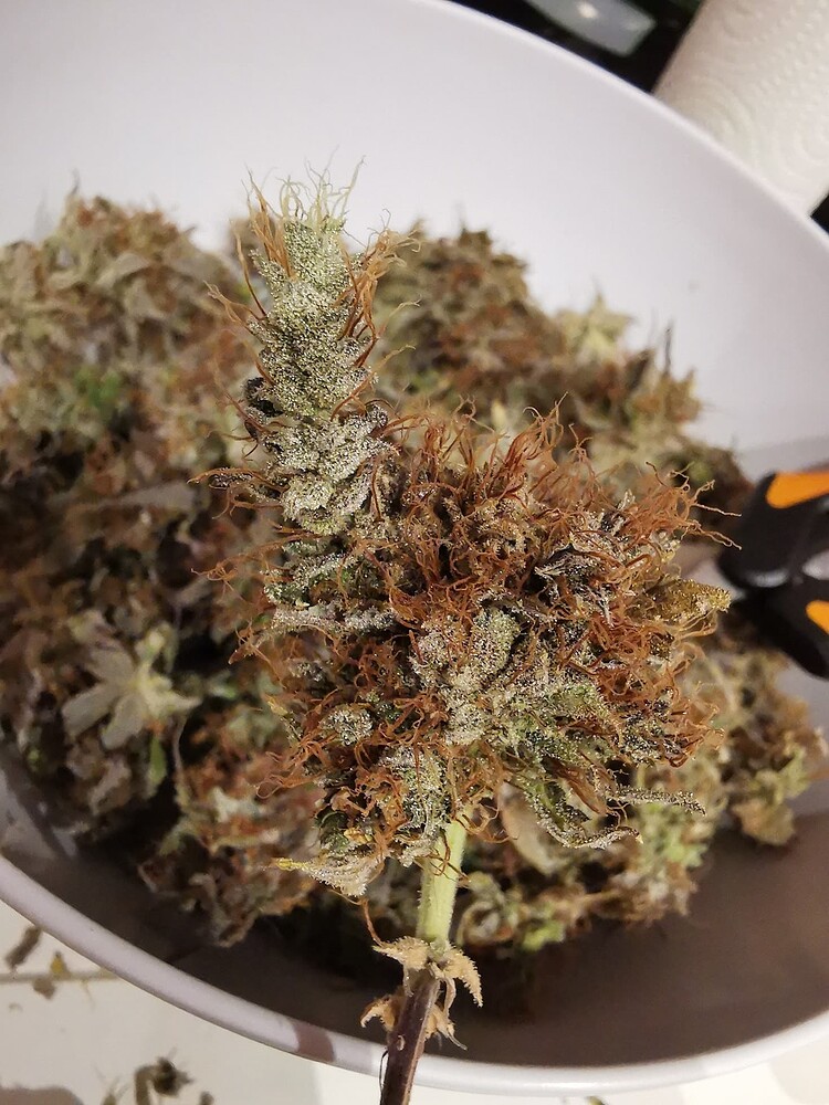 🥳 I DID IT! 🥳 Erster Indoorgrow AC Infinity 120x60 - Anfänger baucht Hilfe - Wedding Gelato / OG Kush / Special Kush #1 / Critical Kush