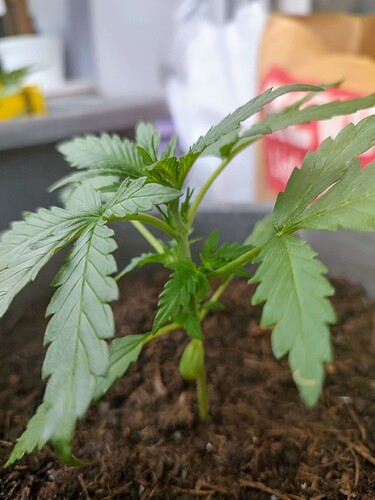 Growreport Bild 4
