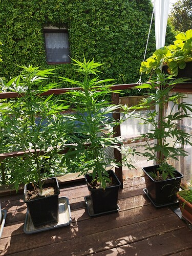 Growreport Bild 3