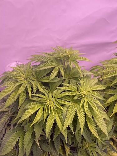 Growreport Bild 3