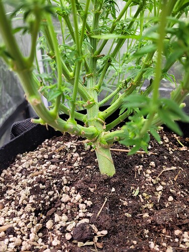 Growreport Bild 4