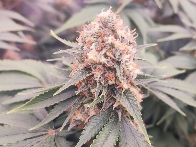 Growreport Bild 8