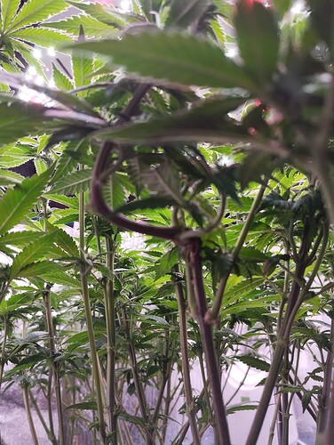 IMG_20250126_205305 - Kopie