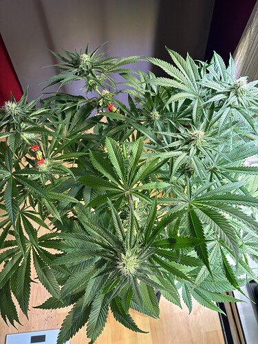 Growreport Bild 15