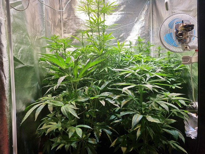 Mehrere junge Cannabispflanzen in einer Growbox, eine davon ist deutlich größer und ragt über die anderen hinaus. Ein Ventilator ist an der rechten Wand der Box montiert.