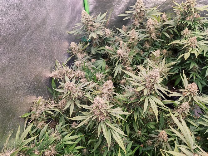 Growreport Bild 26