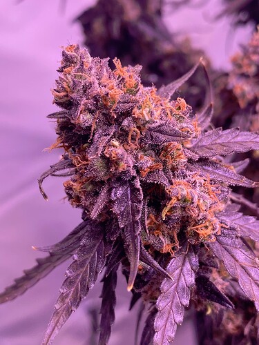 Growreport Bild 10