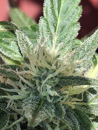 Growreport Bild 135