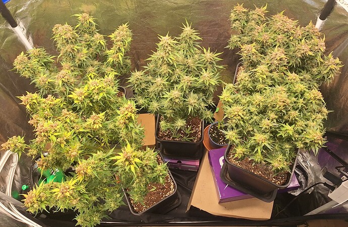 Growreport Bild 7
