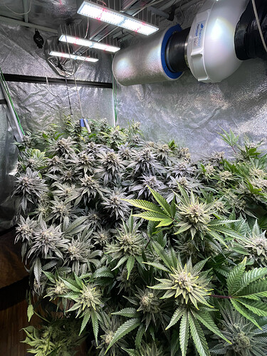 Growreport Bild 3