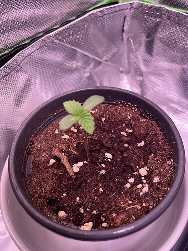 Growreport Bild 9